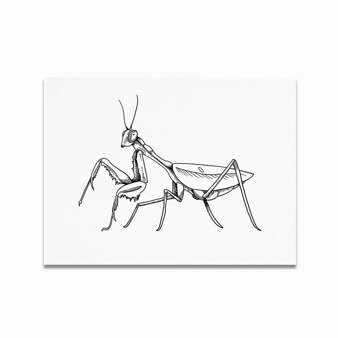 Prey Mantis Print