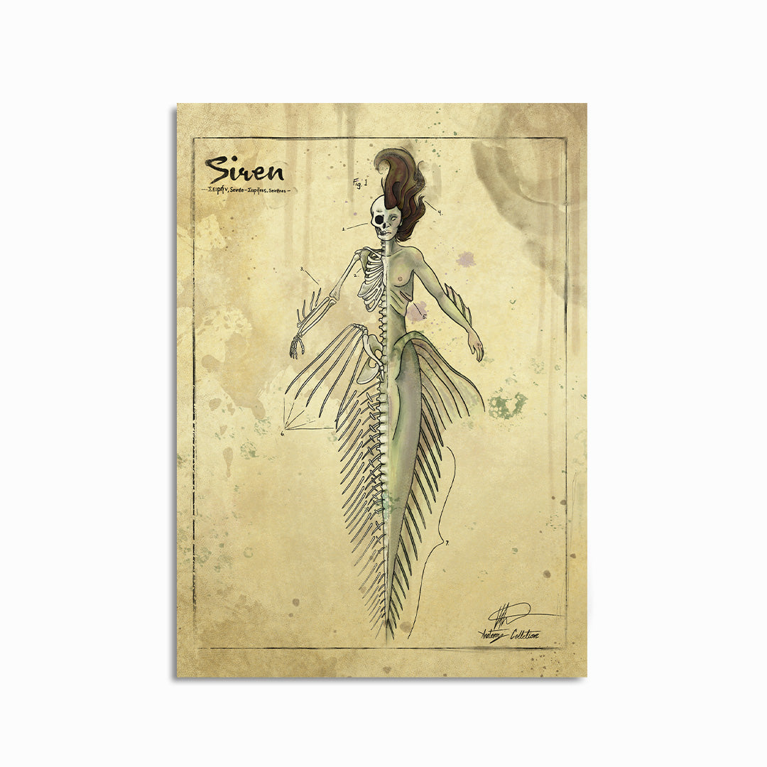 Siren Anatomy Print