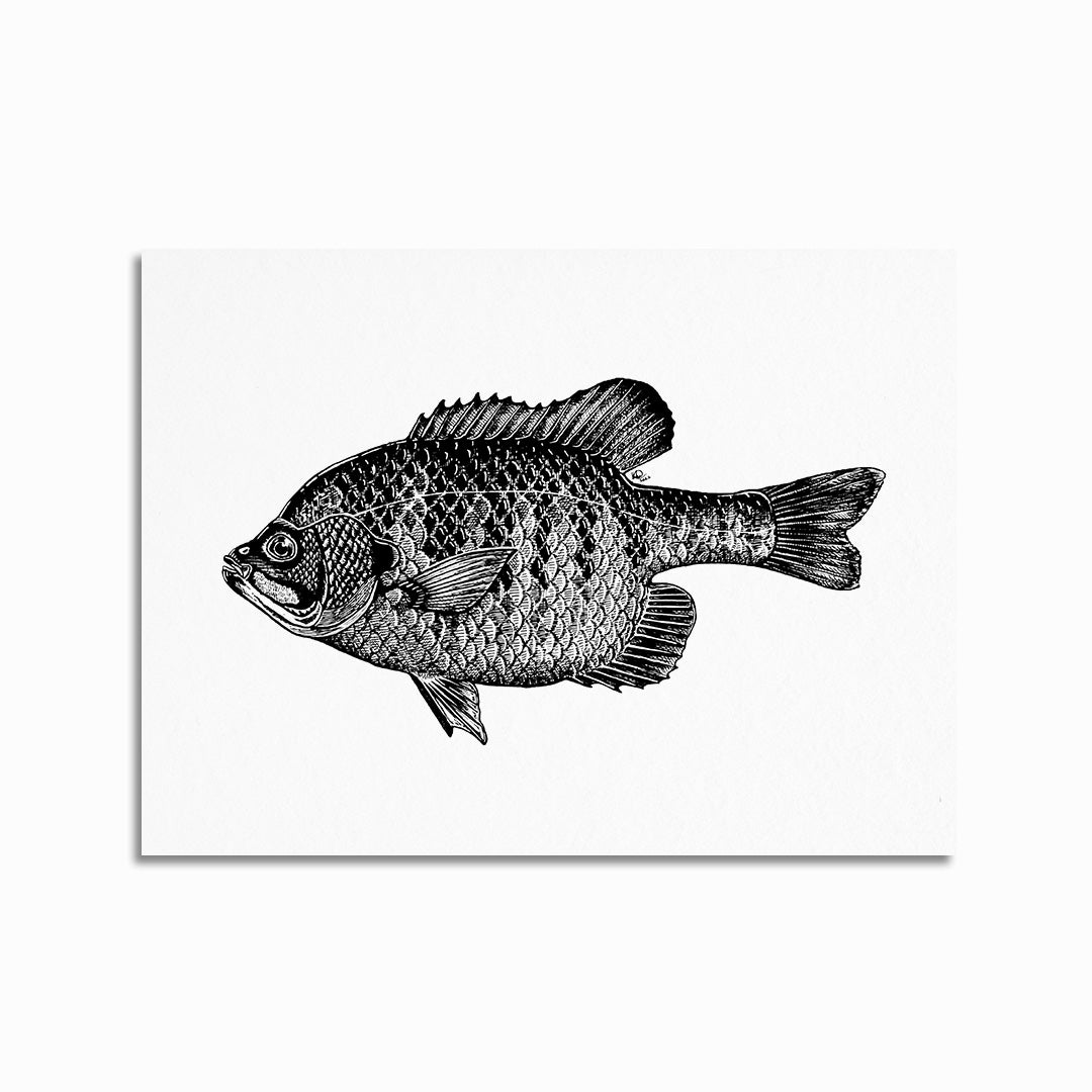 Bluegill Adult Print