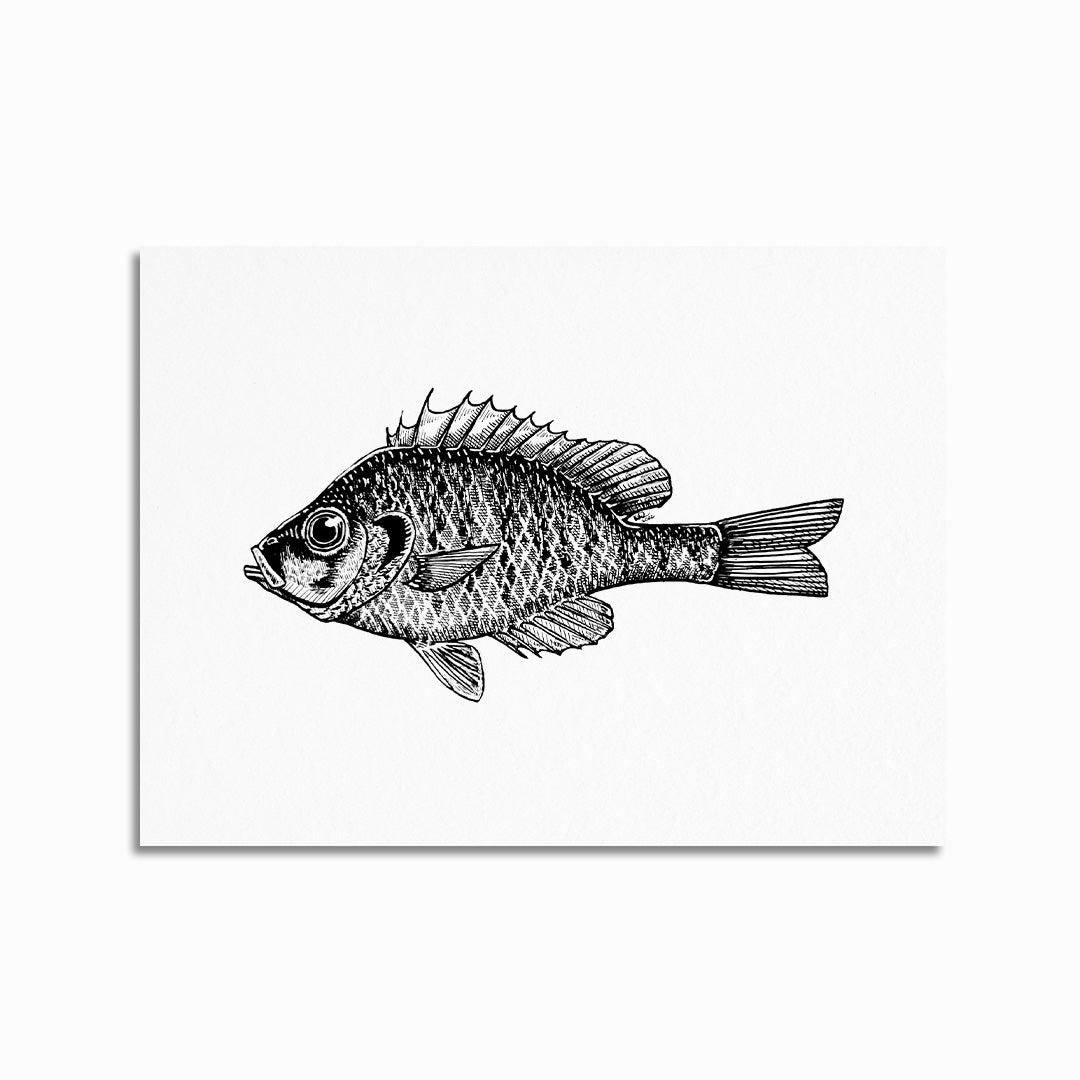 Young Bluegill Print